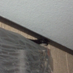 20250515つばめ3 - コピー.JPG